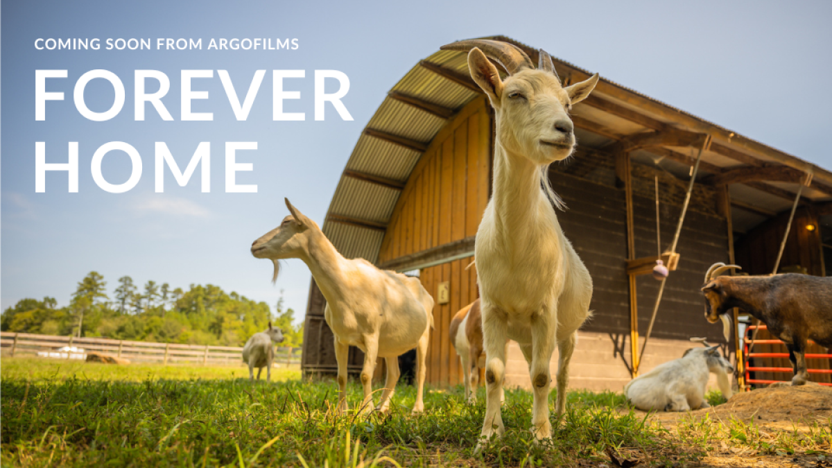 Forever Home