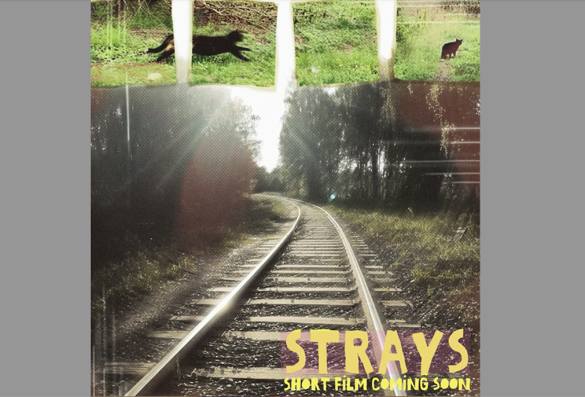 Strays Large STRAYS - Film and Storytelling | Seed&Spark
