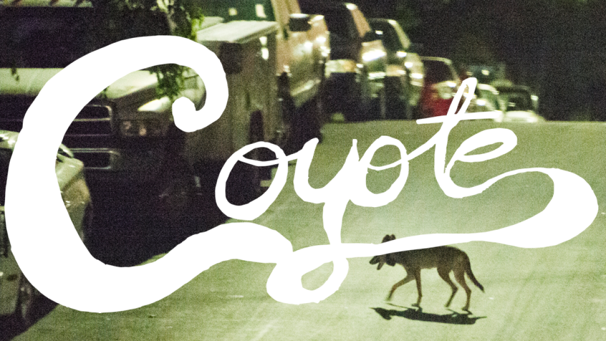 Coyote