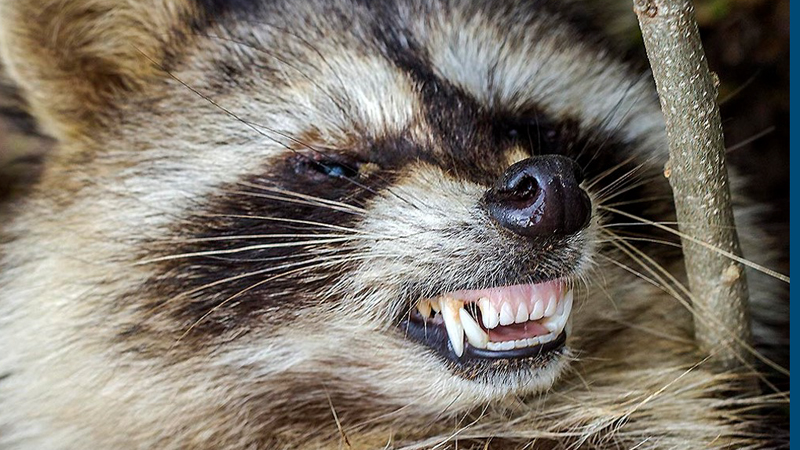 https://seedandspark-static.s3.us-east-2.amazonaws.com/images/User/000/159/262/medium/Zombie%20Raccoon.jpg image