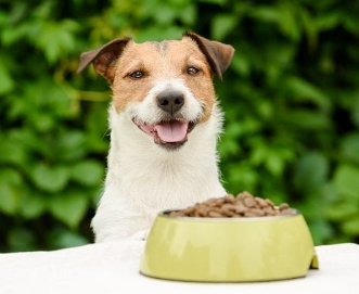 https://seedandspark-static.s3.us-east-2.amazonaws.com/images/User/001/552/781/medium/dog%20food%203.png image