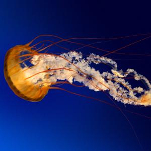 https://seedandspark-static.s3.us-east-2.amazonaws.com/images/User/001/580/943/medium/Jellyfish.jpg image