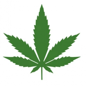 https://seedandspark-static.s3.us-east-2.amazonaws.com/images/User/001/742/073/medium/weed%20delivery%20Brampton%205.png image