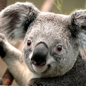 https://seedandspark-static.s3.us-east-2.amazonaws.com/images/User/001/762/549/medium/Koala.jpg image