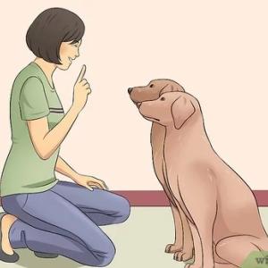 https://seedandspark-static.s3.us-east-2.amazonaws.com/images/User/001/850/282/medium/v4-460px-Tame-a-Dog-Step-6.jpg.jpeg image