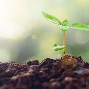 https://seedandspark-static.s3.us-east-2.amazonaws.com/images/User/001/869/382/medium/plant.jpg image